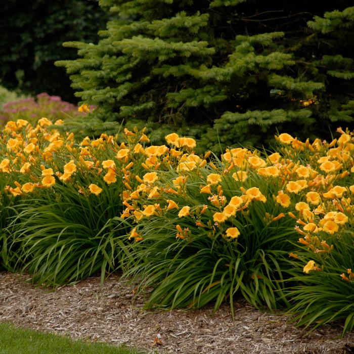 Hemerocallis 'Stella de Oro' (Daylily)