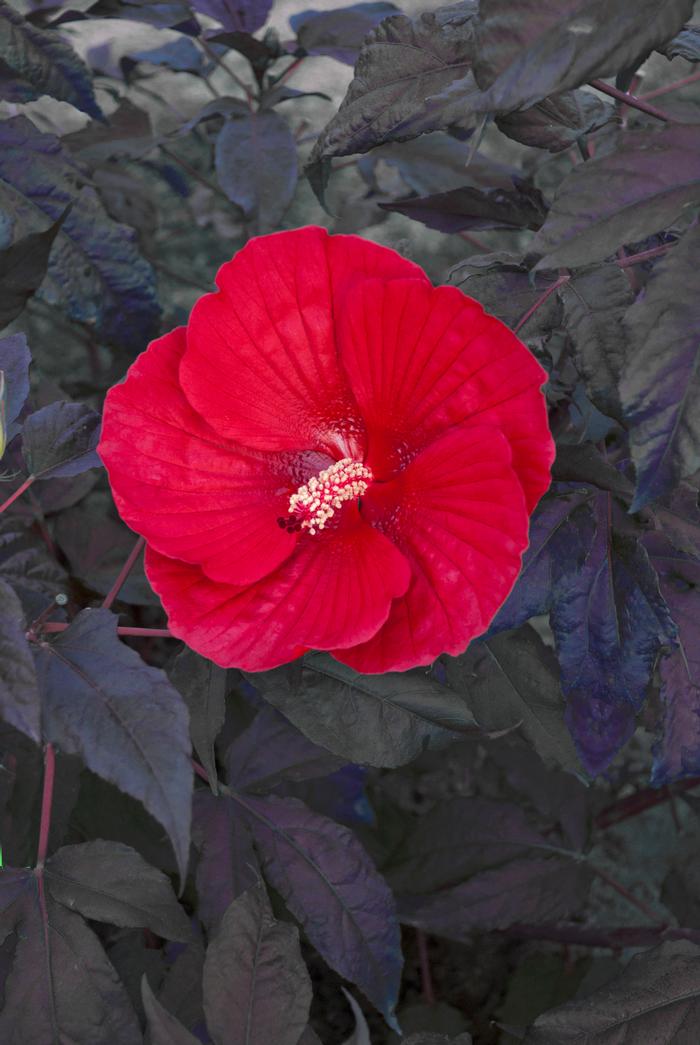 Hibiscus x 'Midnight Marvel' (Hardy Hibiscus)