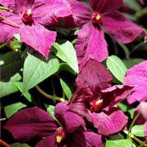 Clematis hybrid 'Polish Spirit' (Hybrid Clematis)