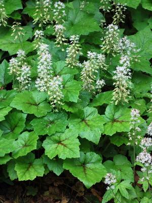 Tiarella cordifolia 'Brandywine' (Foam Flower)