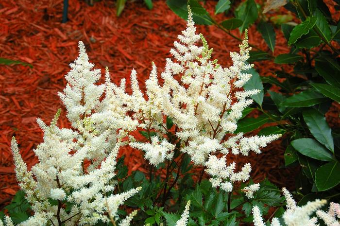 Astilbe chinensis 'Vision in White' (False Spirea) perennial, white flowers