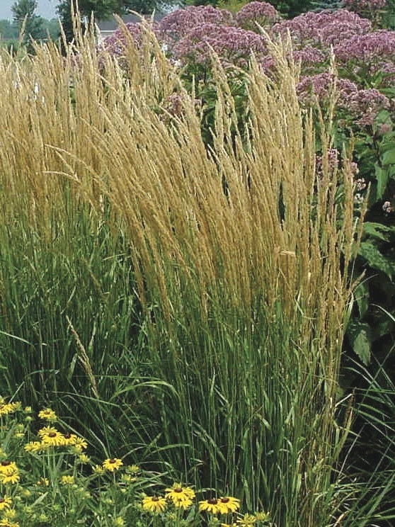 Calamagrostis x acutiflora 'Karl Foerster' (Feather Reed Grass)