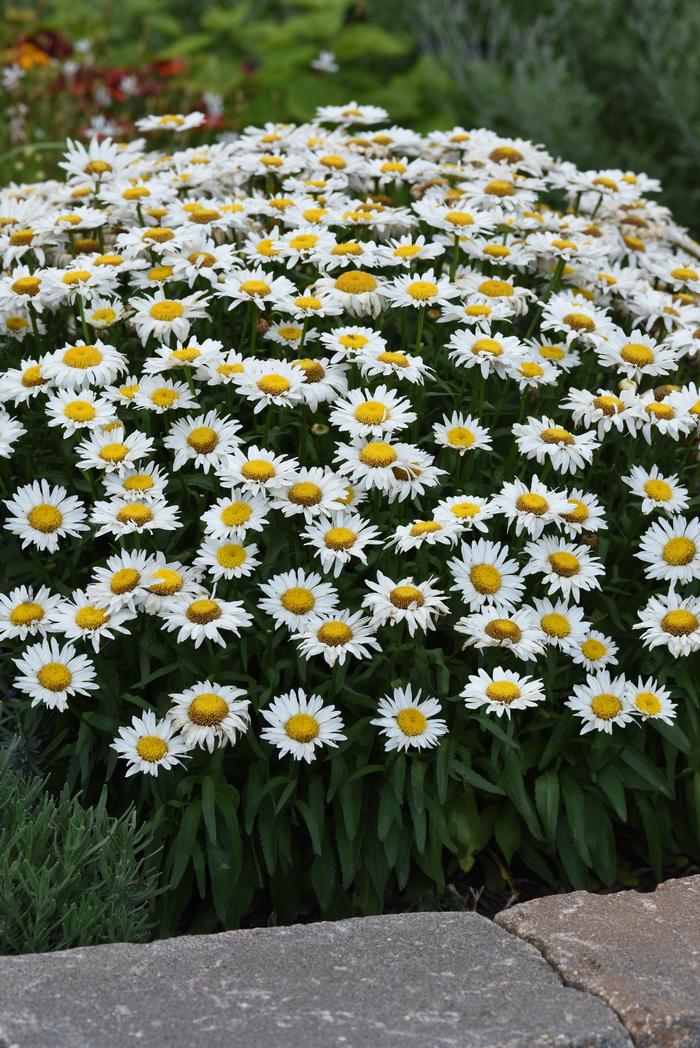 Leucanthemum x s. 'Madonna' (Dwarf Shasta Daisy)