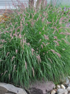 Oriental Pink Fountain Grass (Pennisetum orientale 'Karley Rose')