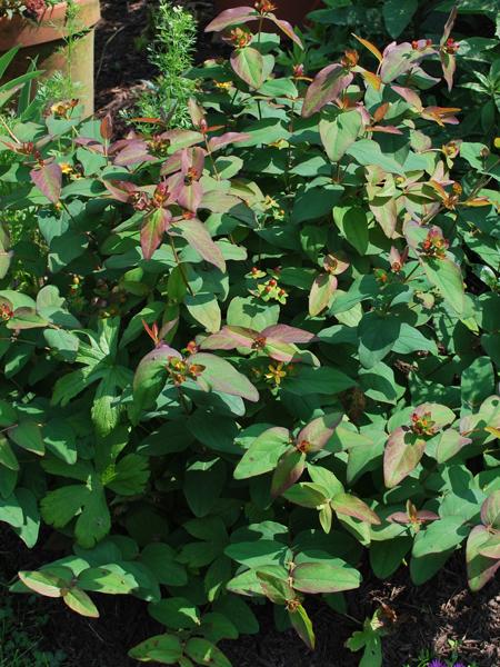 Hypericum androsaemum 'Albury Purple' (St. John's Wort)