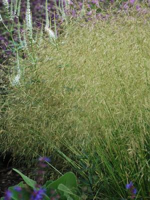 Tufted Hair Grass (Deschampsia cespitosa)