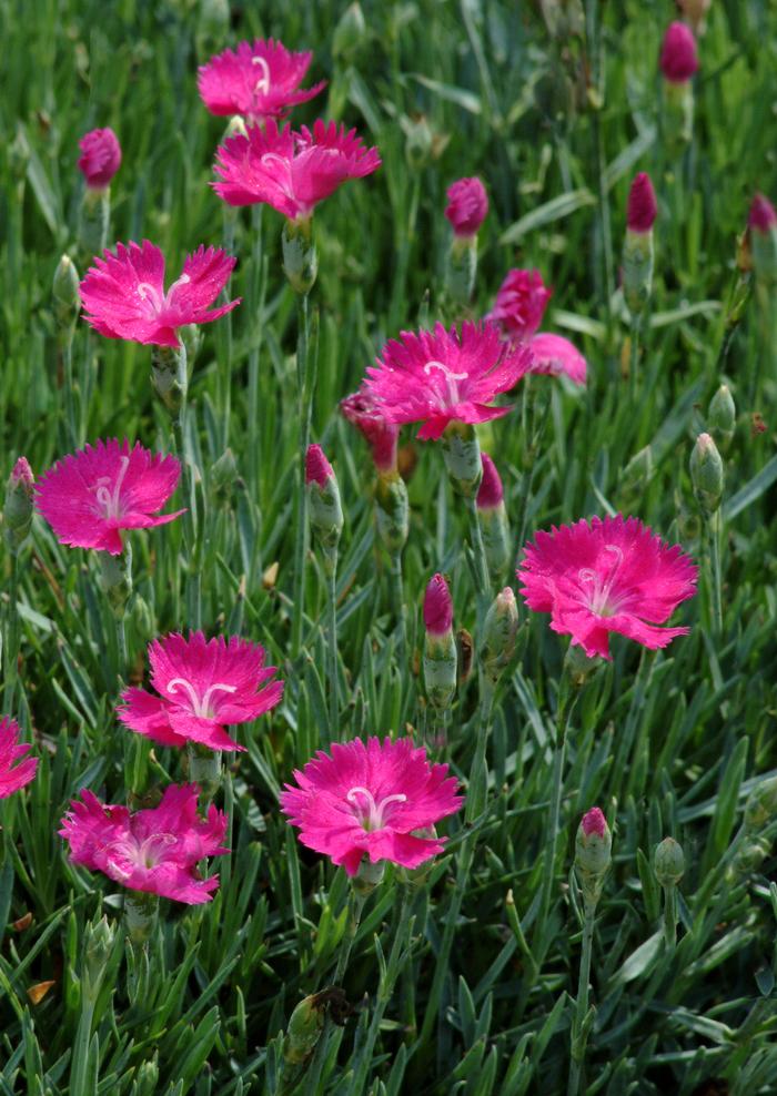 Dianthus x 'Neon Star' (Garden Pinks), pink flowers