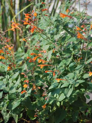 Agastache aurantiaca 'Tango' (Hummingbird Mint) perennial