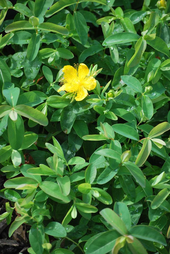 Hypericum calycinum (St. John's Wort)