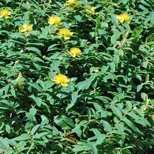 Hypericum calycinum (St. John's Wort)