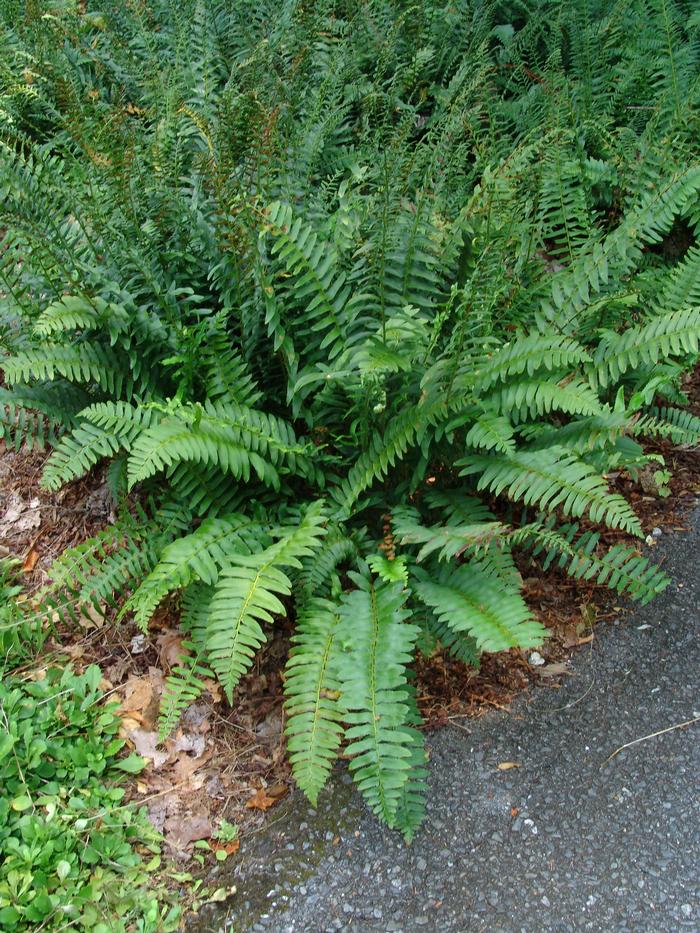 Christmas Fern (Polystichum acrostichoides)