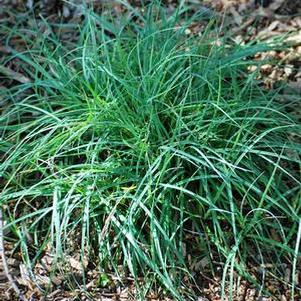 Blue Sedge (Carex glauca 'Blue Zinger')