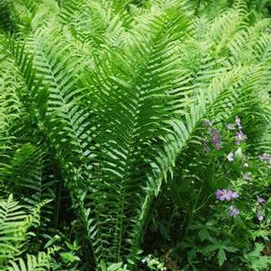 Ostrich Fern (Matteuccia pensylvanica)