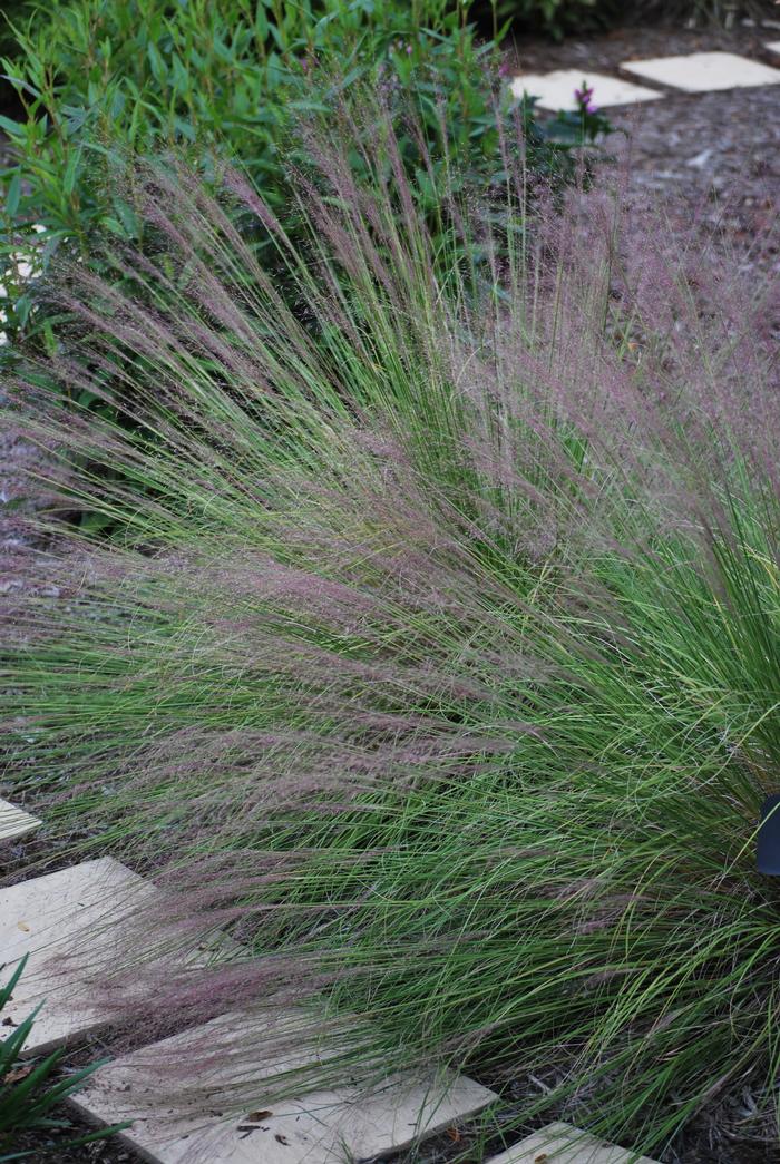 Ruby Muhly Grass (Muhlenbergia reverchonii Undaunted®)