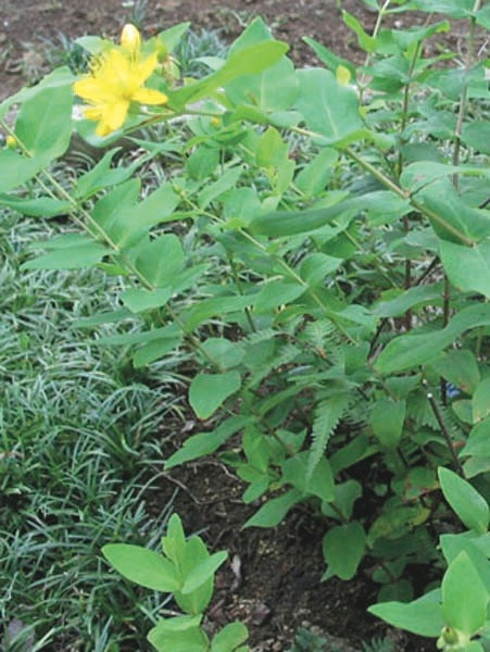 Hypericum calycinum (St. John's Wort)