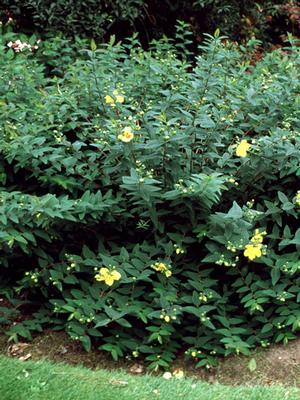 Hypericum patulum 'Hidcote' (St. John's Wort)