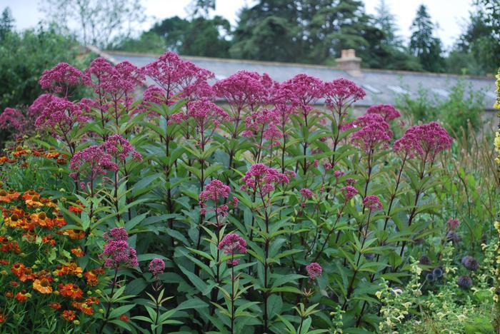 Eupatorium maculatum 'Gateway' (Joe Pye Weed)