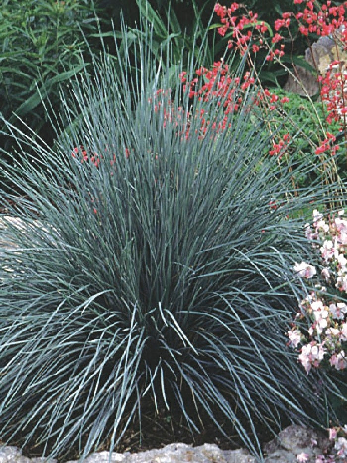 Blue Oats Grass (Helictotrichon Sempervirens) – Perennial Farm Marketplace