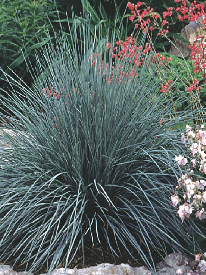 Blue Oats Grass (Helictotrichon sempervirens)