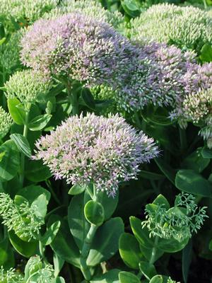 Sedum spectabile 'Brilliant' (Stonecrop)