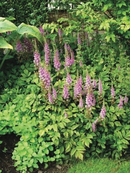 Astilbe chinensis 'Pumila' (False Spirea) perennial, purple flowers