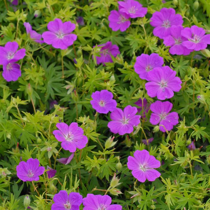 Geranium s. 'New Hampshire Purple' (Bloody Cranesbill)