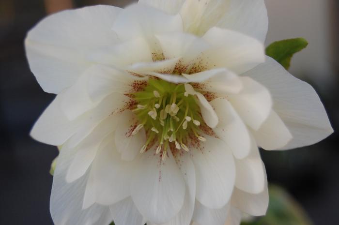 Helleborus x hybridus Winter Jewels® 'Sparkling Diamond'