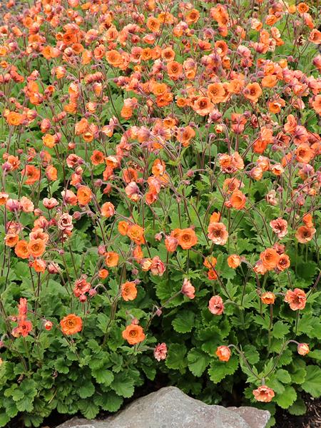 Geum Tempo™ Orange (Avens)