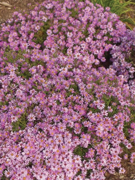 Pink Wood Aster (Aster dumosus 'Wood's Pink')