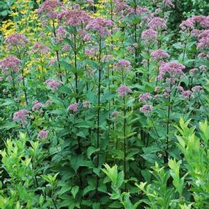 Eupatorium maculatum 'Gateway' (Joe Pye Weed)