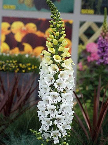 Digitalis purpurea 'Candy Mountain White' (Foxglove)