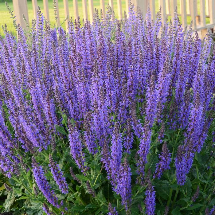 Salvia nemorosa 'May Night' (Sage)