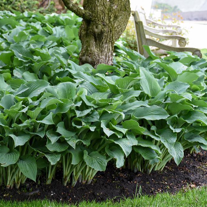 Hosta x 'Blue Angel' (Plantain Lily)