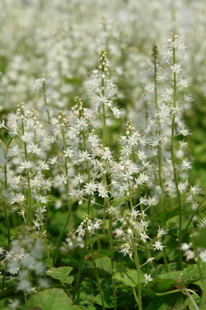 Tiarella cordifolia 'Running Tapestry' (Foam Flower)