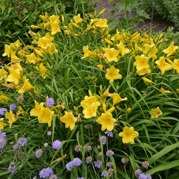 Hemerocallis 'Happy Returns' (Daylily)