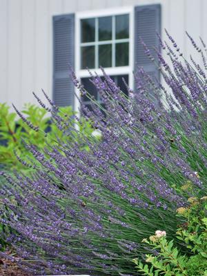 Lavandula x intermedia 'Phenomenal' (Lavender)