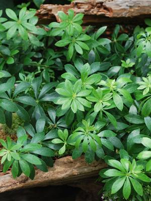 Sweet Woodruff (Galium odoratum)