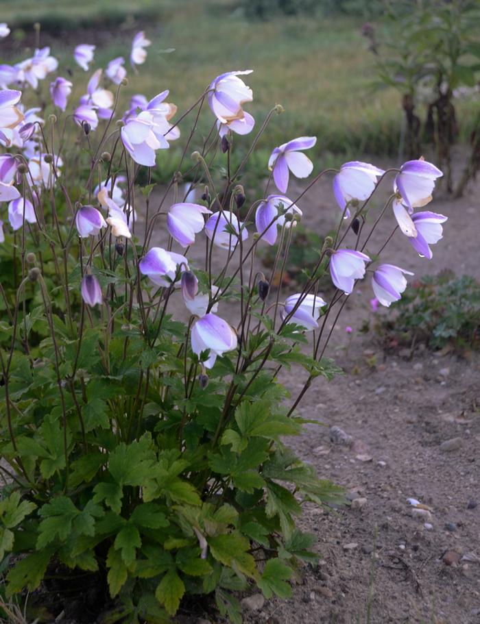 Anemone x Wild Swan™ (Windflower) perennial