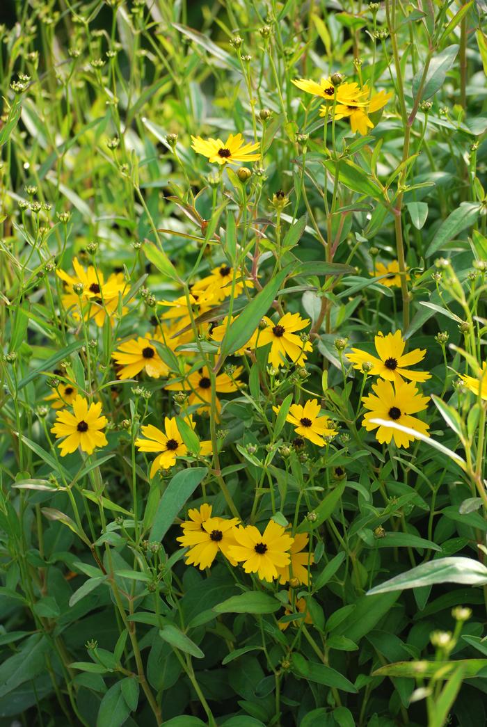 Swamp Tickseed (Coreopsis palustris 'Summer Sunshine')