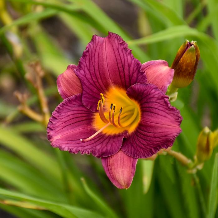 Hemerocallis 'Purple de Oro' (Daylily)