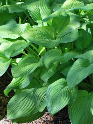 Hosta x 'Guacamole' (Plantain Lily)