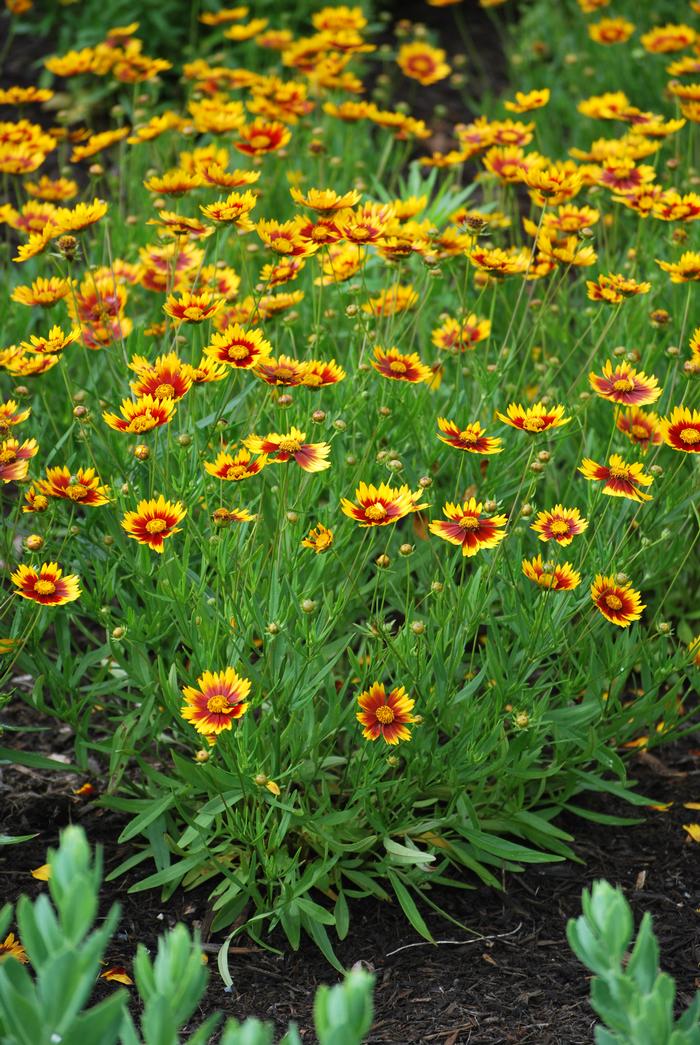 Coreopsis x L'il Bang™ 'Daybreak' (Tickseed), red and yellow flowers