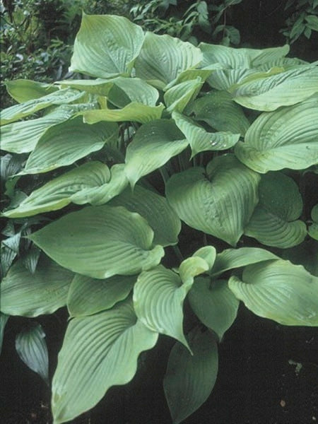 Hosta x 'Sum and Substance' (Plantain Lily)