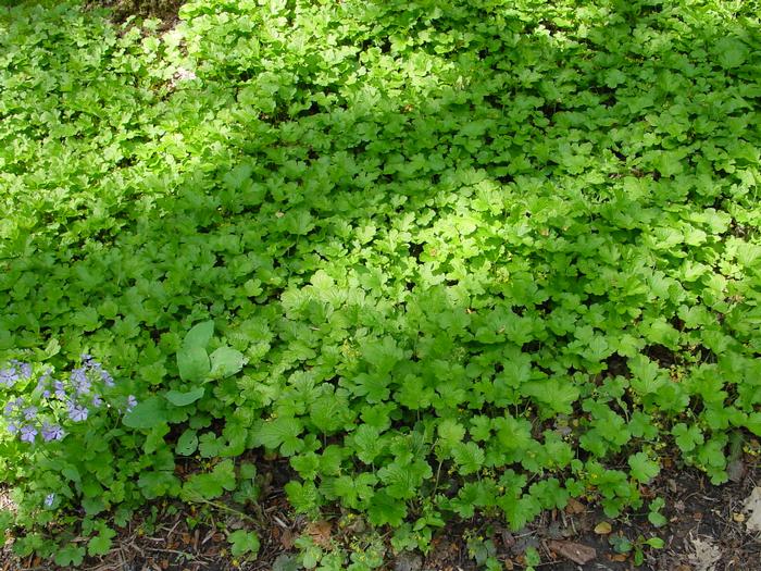 Geum fragaroides (Waldsteinia fragaroides) (Appalachian Barren Strawberry)