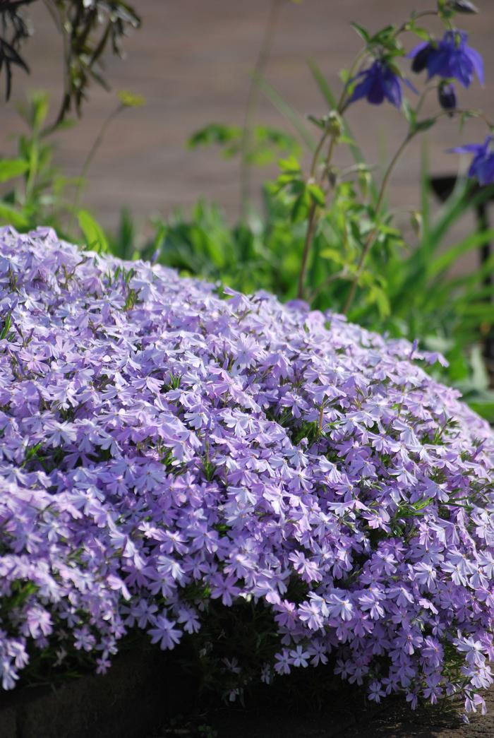 Phlox subulata 'Emerald Blue' (Moss Pinks)