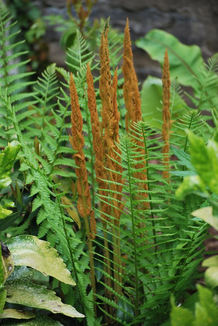 Cinnamon Fern (Osmunda cinnamomea)