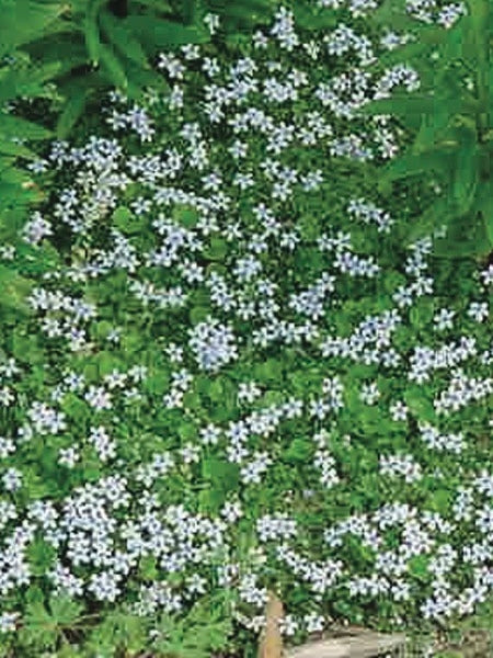 Blue Star Creeper (Isotoma fluviatilis)