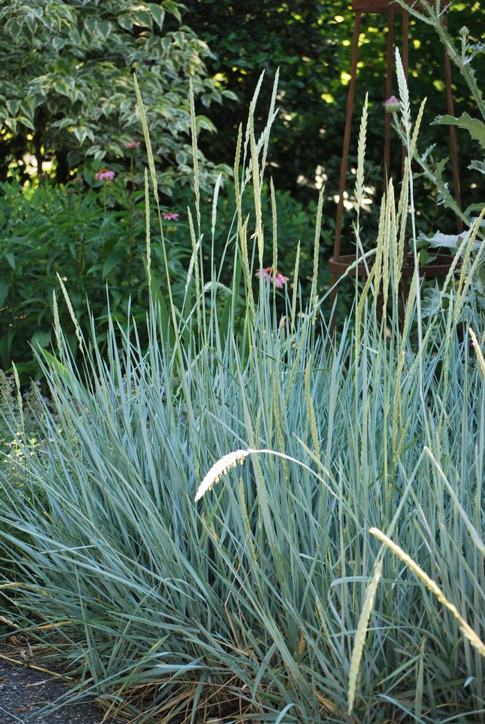 Blue Lyme Grass (Elymus arenarius 'Blue Dune')