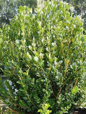 Buxus 'Winter Gem' (Boxwood)