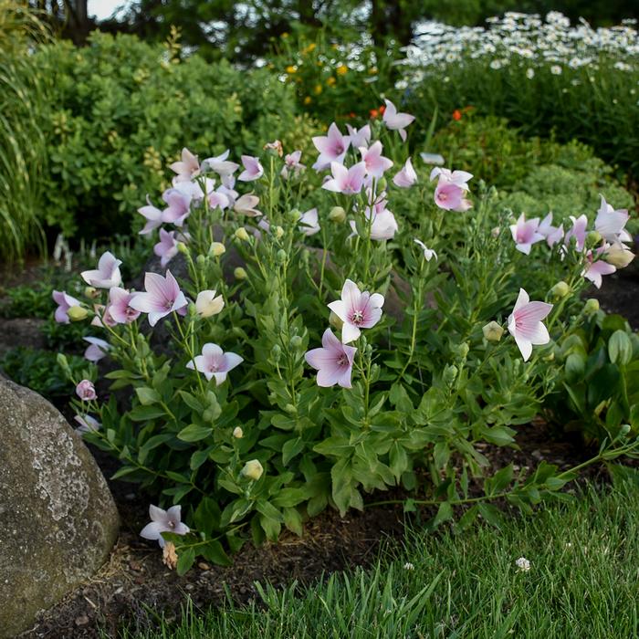 Platycodon grandiflorus 'Astra Pink' (Balloon Flower)